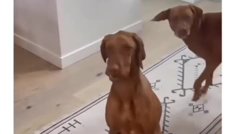 These dogs are not guilty 🥹🥹