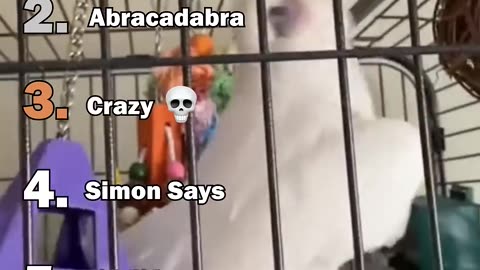 Top 5 Funniest Parrot Moments You’ll Watch on Loop 🦜😂