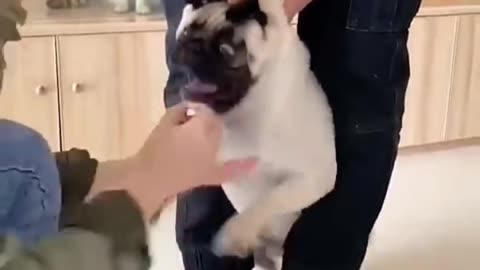 Owner fun of his dog's 🐕