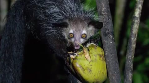 Weird Animals for Kids | Learn about these three odd creatures!