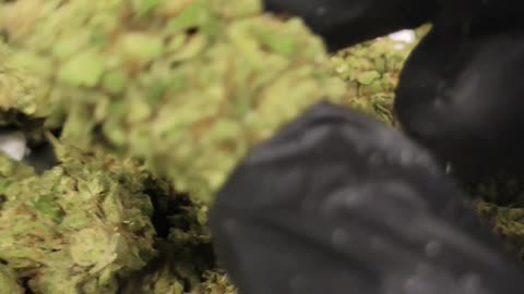 Mimosa THCA Flower