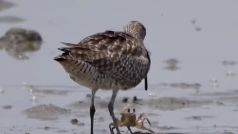 "Claws vs Beak – Who Wins?" 🦀🥊🐦