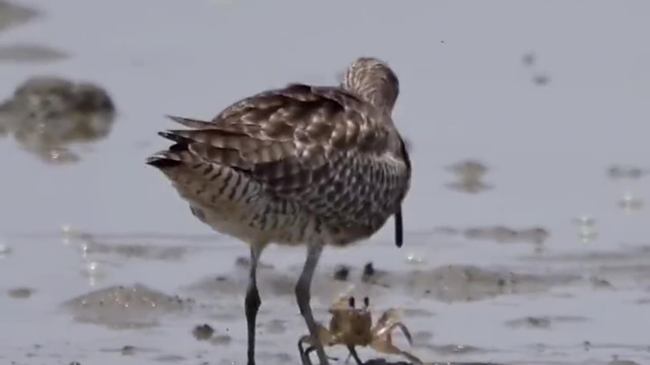 "Claws vs Beak – Who Wins?" 🦀🥊🐦