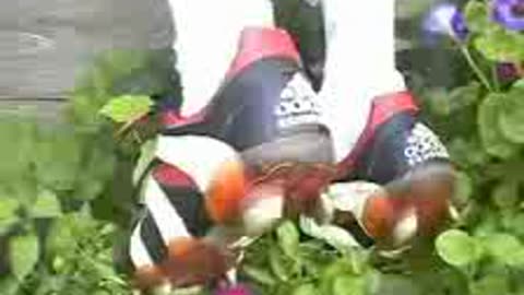 Adidas Cleats Trample Flowers - Male Content