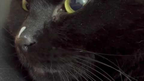 Cute Precious Piper Helps Recycle Yogurt Containers - My Adopted Shelter Cat Vlog #shorts