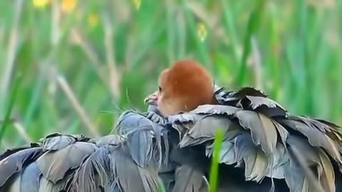 Jazakallah Subahanallah ♥️✨🕊️