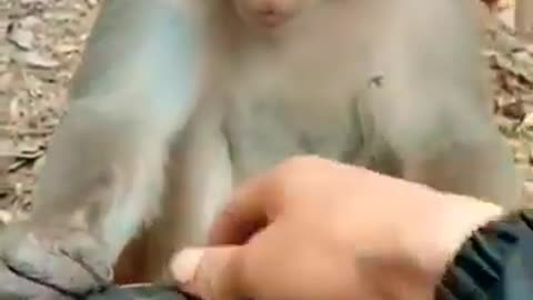 Cheeky Laughing Playful Monkey