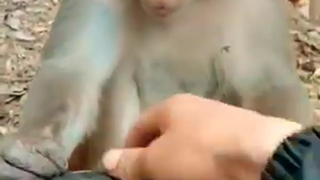 Cheeky Laughing Playful Monkey