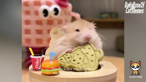Funny animals😂😂😂😂😂