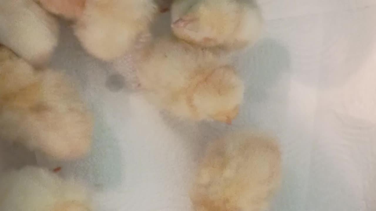 New one day old babies