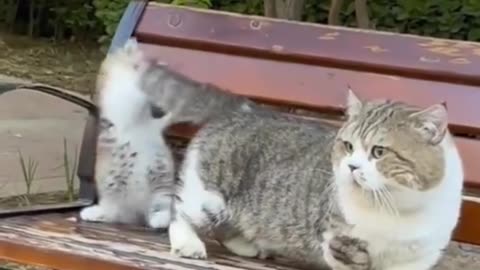 #kitty #cutecat #foryoupage #funnycat #cuteanimals