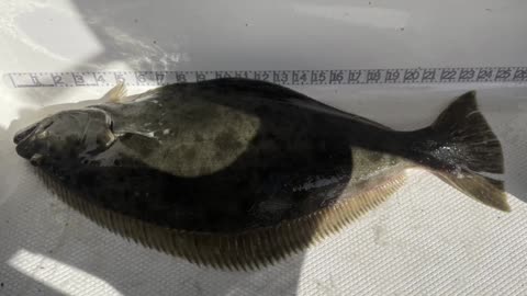 #SHORTS How To Catch Halibut