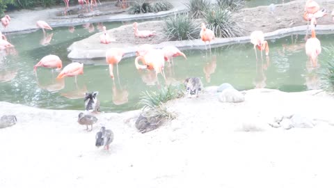 WHO LET THE BIRDS OUT?