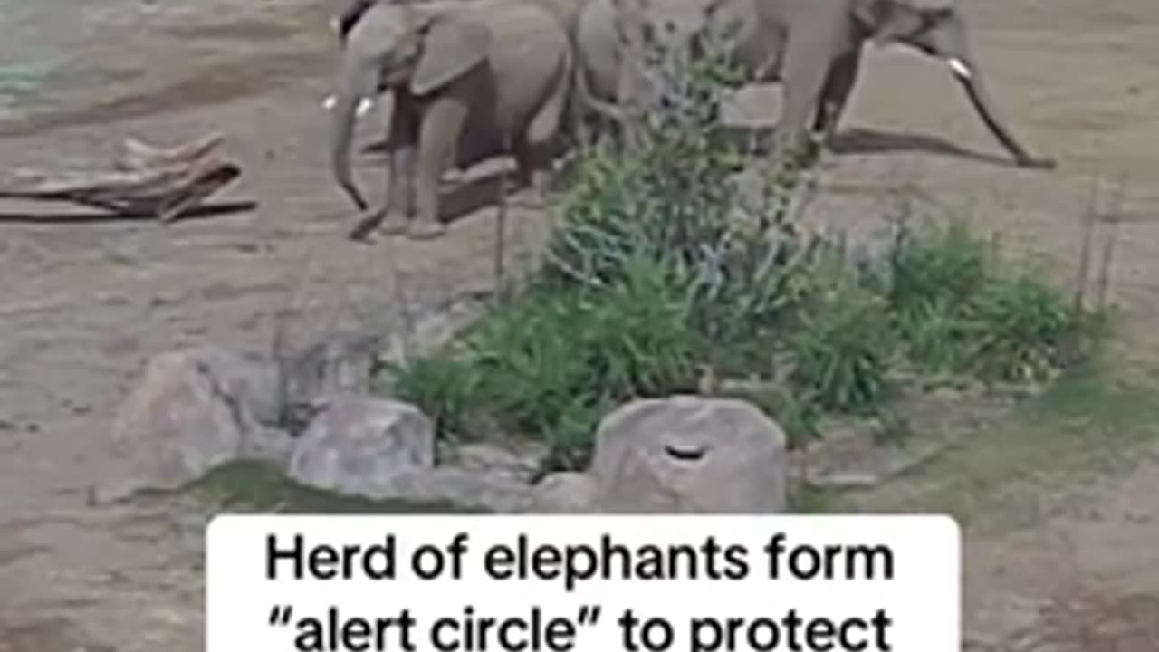 Elephants are such intelligent creatures 😊