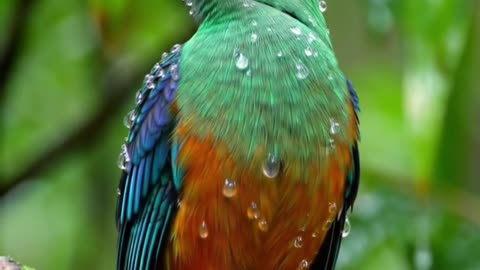 Stunning AI-Generated Exotic Bird in Rain – Ultra Realistic 4K Nature Video