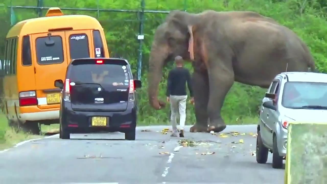 Wild Elephant VS Man Witnessing Wild Elephant Attacks