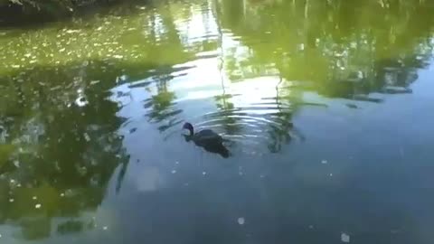 Duck cools off in the lake of the park while swimming around [Nature & Animals]