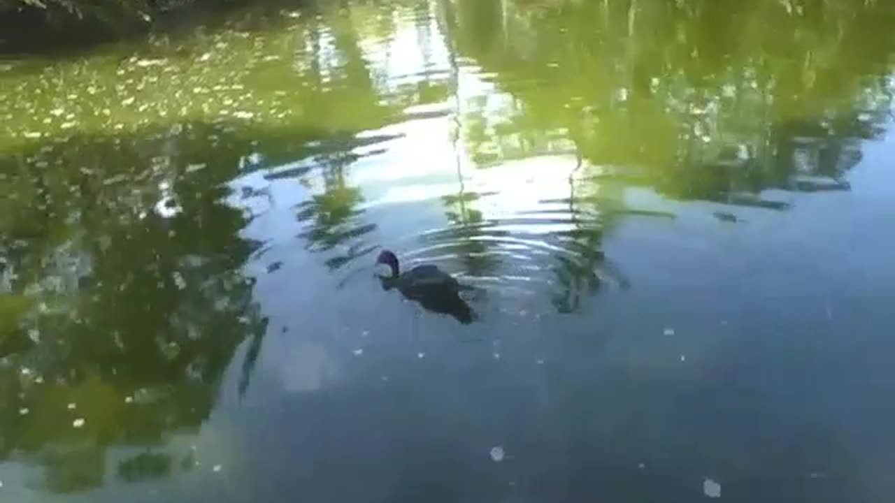 Duck cools off in the lake of the park while swimming around [Nature & Animals]