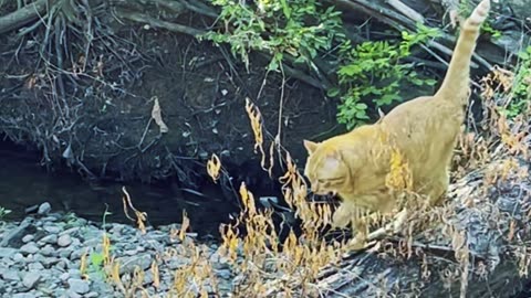 Cat in nature.