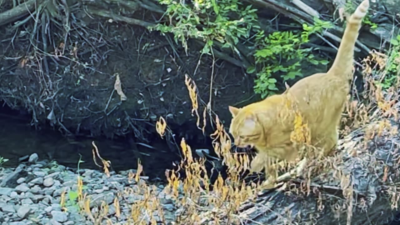 Cat in nature.