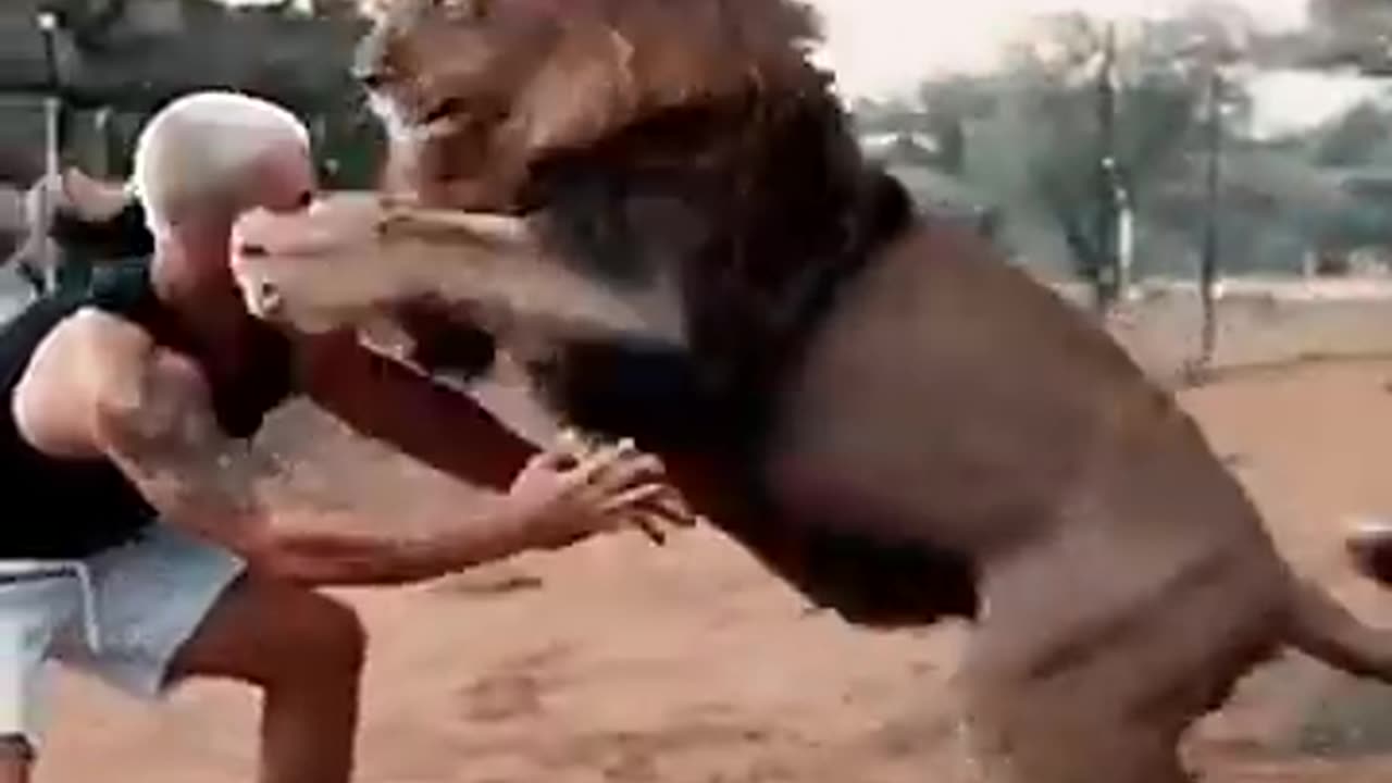 Playful Lion🦁