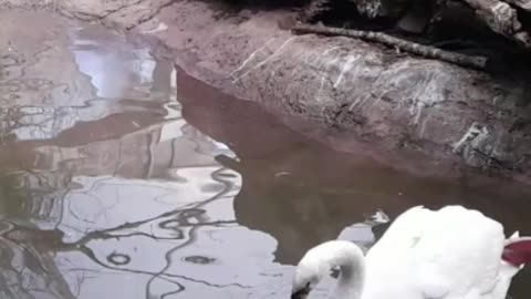 swan