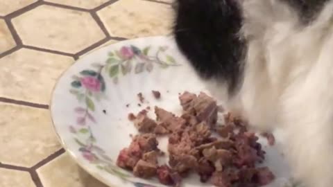 Chewing ASMR Cat Short: Louie Lovebug Chews Chicken Livers!