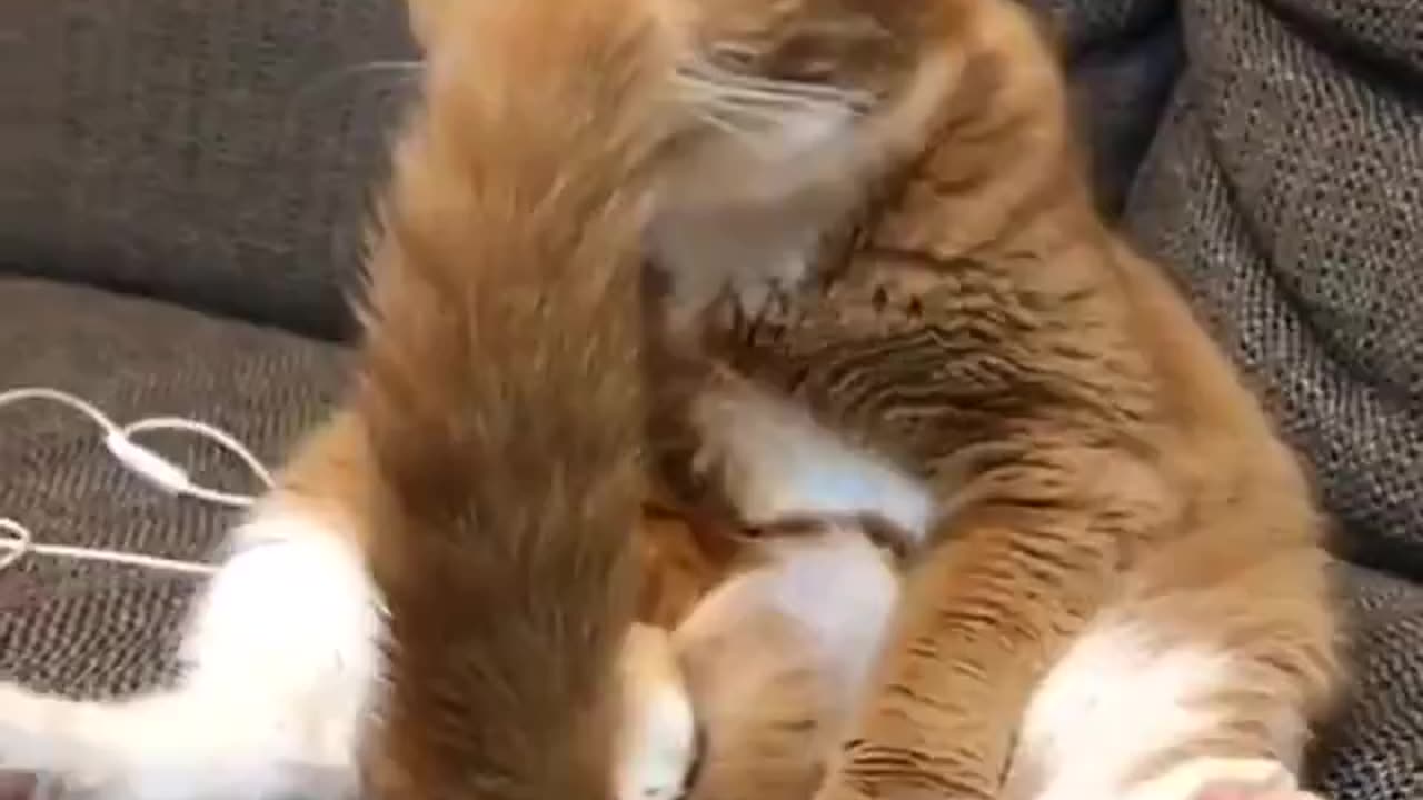 Cats.. 😂