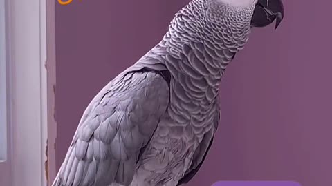 funniest parrot ever you’ll cry laughing! 😂😂😂😂