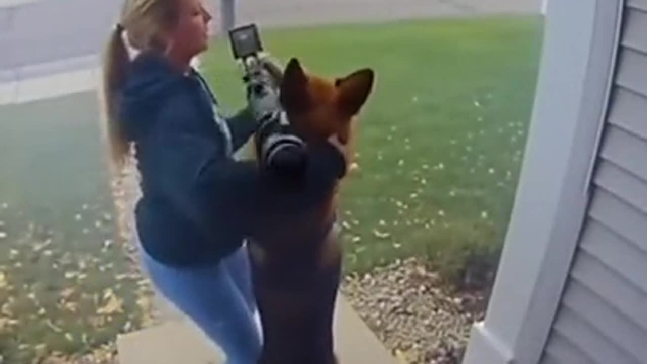 We all know dogs would do this if they could