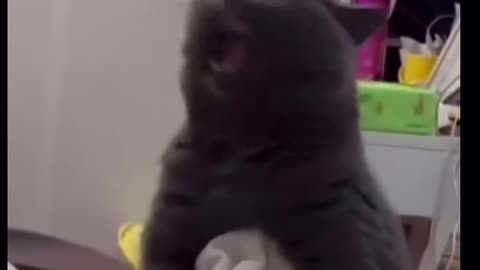 Catzila_cattalescentral