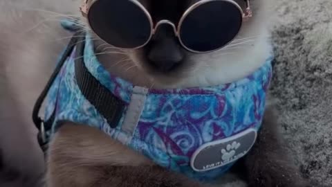 Cute cat.