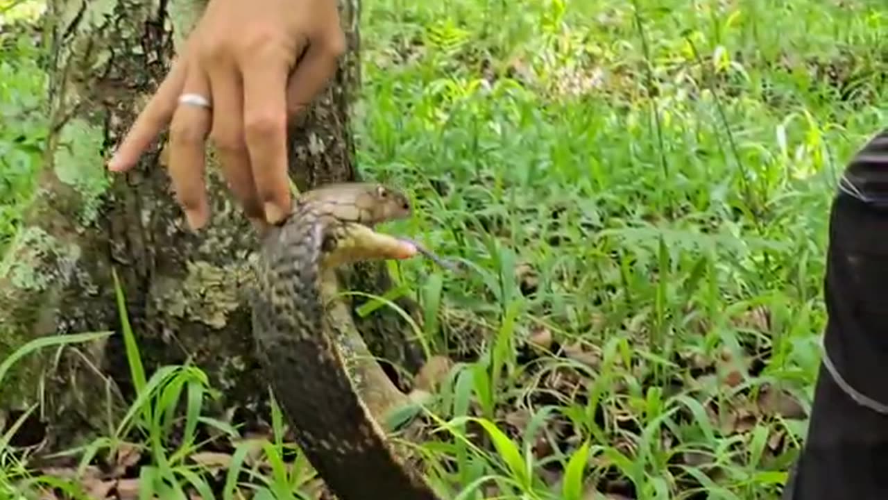 Playing With the King Cobra