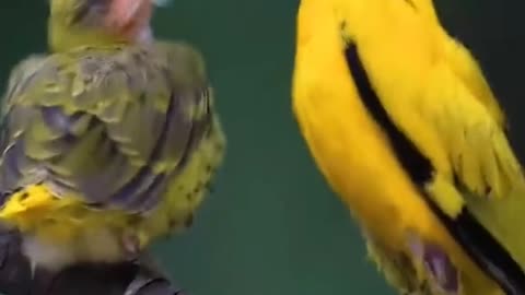Unbreakable Bond: A Heartwarming Moment of a Mother Bird Feeding Her Chick #shorts #birds #nature