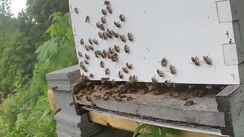 Bee Break #17 - A Storm Begins
