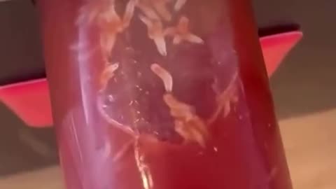 EXTRA PROTEIN IN THE KETCHUP DISPENSER