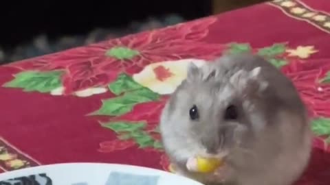 Hamster Having Dinner With His Human Family