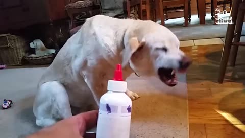 FUNNY PETS! 🤪 😂 _ Cute Cat and Dog Videos