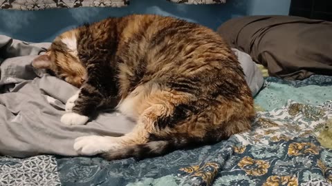 Cat Sleeping Like a Baby: Pure Cozy Vibes you’ll Want to Bask In