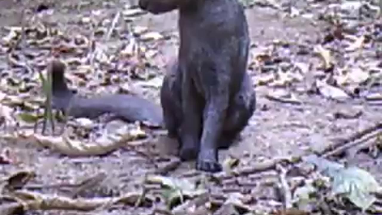 Rare footage of a Jaguarundi. This vocal, yet elusive feline is native to the Americas