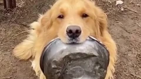 The cute dog. Hi is so cute.🐱🐶