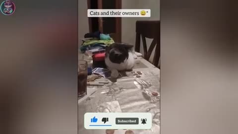Funny Cats and Dogs 😂 Funny Animals Video