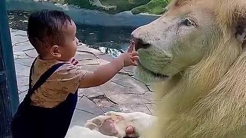 moment between a young child and a majestic white lion