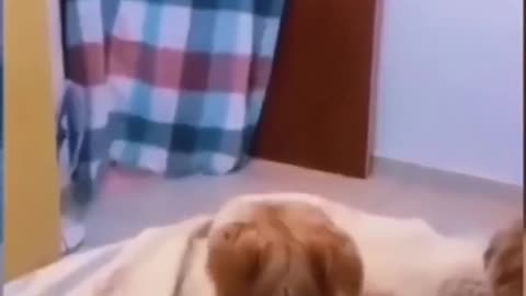 funny animals video