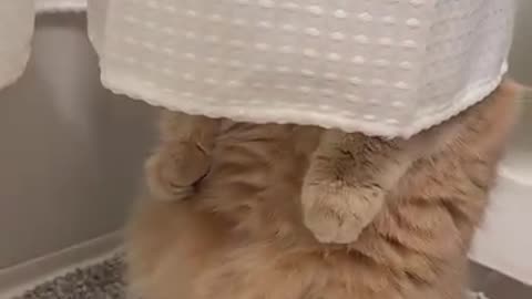 When we play hide and seek,she hide perfectly, surely no one would know where she is
