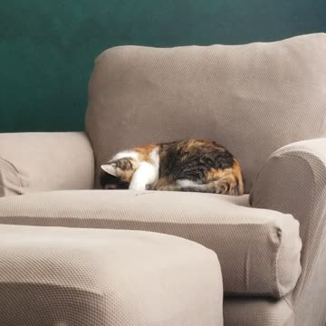 You can hear Elsie sawing logs after an exhausting day of being a cat. :) | #SparklegleamFarm