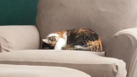 You can hear Elsie sawing logs after an exhausting day of being a cat. :) | #SparklegleamFarm