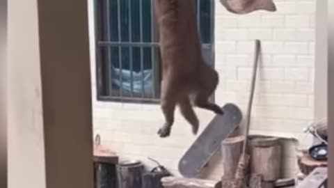 Funny cat