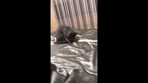 Funny animal videos 2023 - Funny cats/dogs - Funny animals