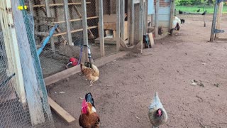 I think 16 eggs is doable